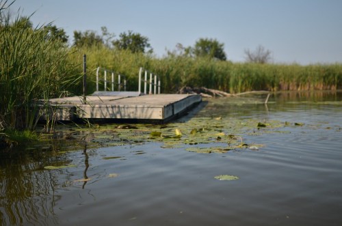 A wooden dock extends into a calm waterway surrounded by tall grasses and lily pads under a clear blue sky.