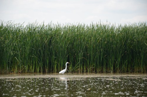 A white heron stands in shallow water near tall green reeds under a cloudy sky.