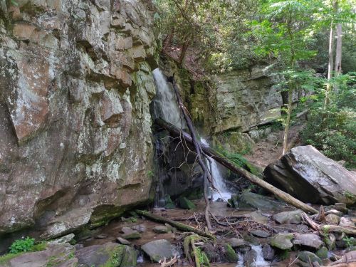 A serene waterfall cascading over rocks, surrounded by lush greenery and fallen branches in a tranquil forest setting.
