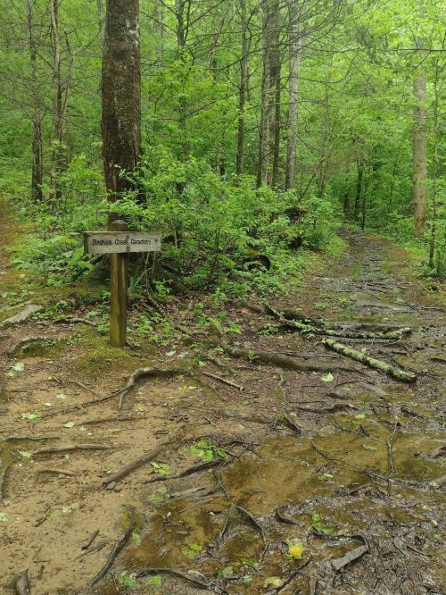 A muddy trail in a lush green forest, with a wooden sign indicating "Bristle Cone Garden."