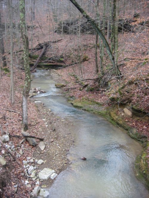 A serene forest scene featuring a winding creek surrounded by trees and rocky banks, with autumn leaves scattered on the ground.