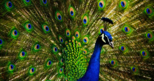 A vibrant peacock displaying its colorful, iridescent feathers in a stunning fan shape.