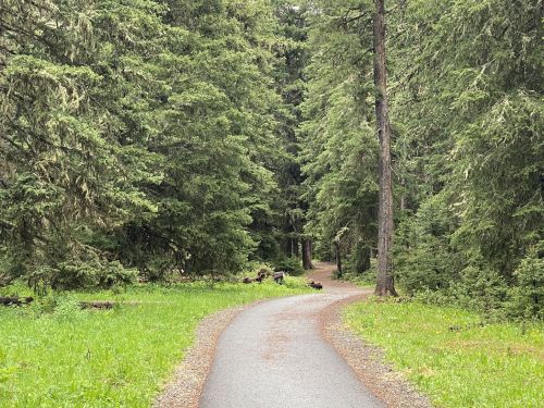 A winding path through a lush green forest, surrounded by tall trees and vibrant foliage.