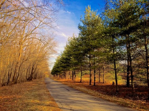 A peaceful pathway lined with tall pine trees, surrounded by bare trees and autumn foliage under a clear blue sky.