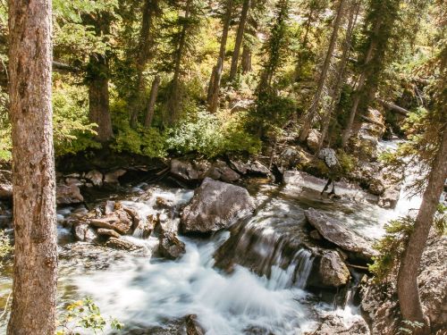 A serene forest scene featuring a flowing river surrounded by lush trees and rocky terrain.