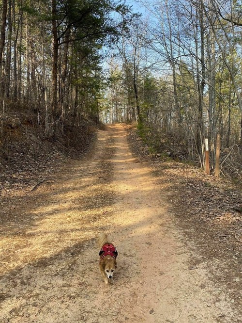 A small dog in a red harness walks along a dirt path surrounded by trees on a sunny day.