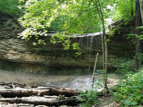 A serene waterfall cascades over a rocky ledge, surrounded by lush green trees and fallen logs.