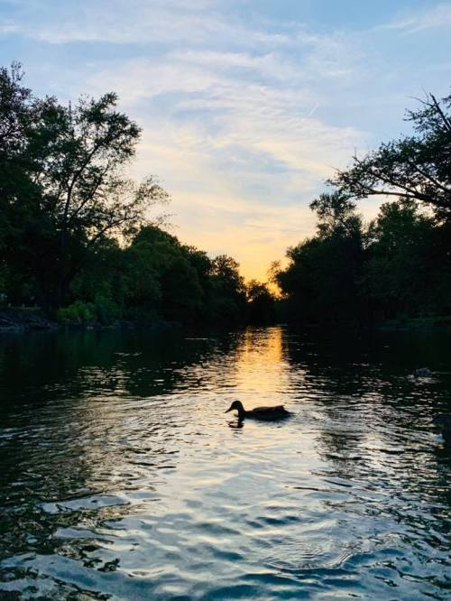 A serene river at sunset, with a duck swimming peacefully among trees reflecting in the water.