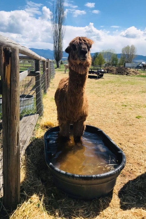 A fluffy alpaca stands in a water trough on a sunny day, surrounded by a grassy field and distant mountains.