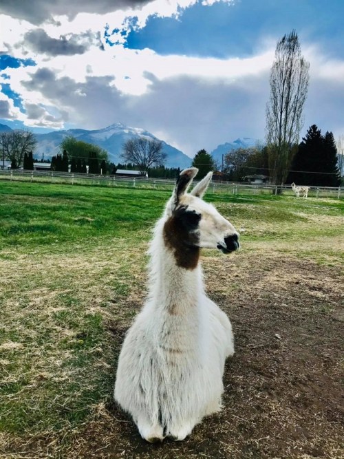 A llama sitting in a grassy field with mountains and cloudy skies in the background.