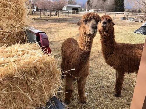 Two brown alpacas stand near a stack of hay bales in a farmyard setting.