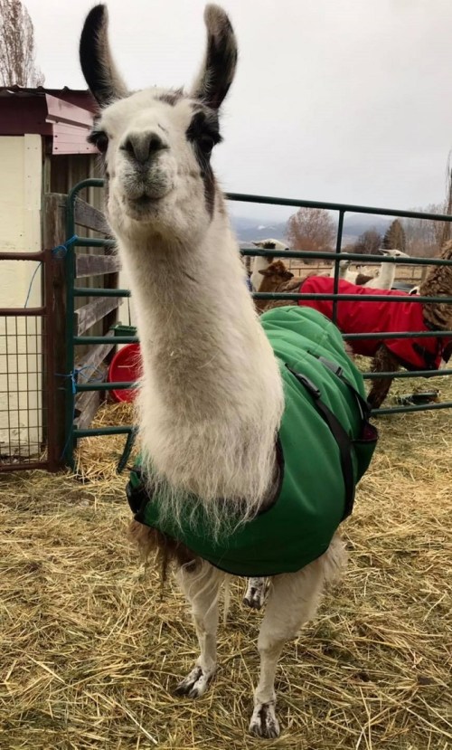 A llama wearing a green blanket stands in a barnyard, surrounded by hay and other llamas in the background.