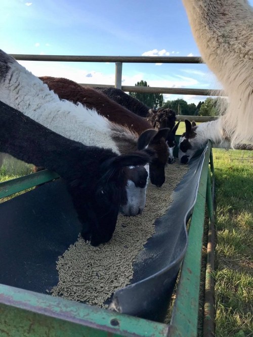 Llamas and alpacas feeding from a trough in a grassy field under a clear blue sky.