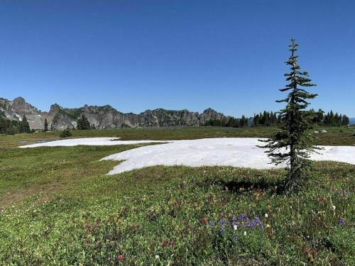 A scenic landscape featuring a lone tree, snow patches, and vibrant wildflowers against a clear blue sky and mountains.
