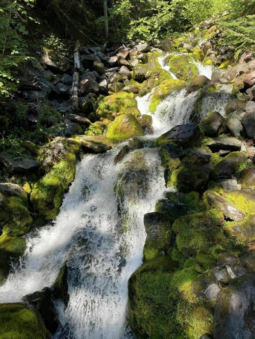 A serene waterfall cascading over moss-covered rocks in a lush, green forest.