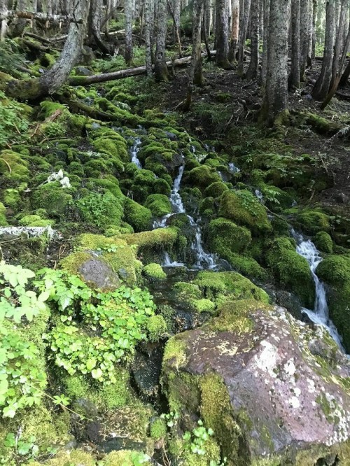 A serene forest scene featuring a moss-covered stream flowing over rocks, surrounded by tall trees and lush greenery.