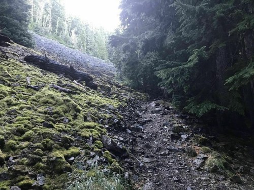 A rocky trail winds through a lush, moss-covered landscape surrounded by tall evergreen trees.