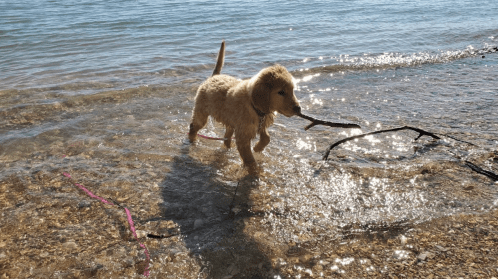 A golden retriever puppy wades through shallow water, carrying a stick in its mouth, with sunlight sparkling on the surface.