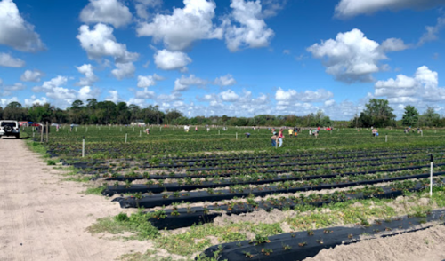 A wide view of a strawberry field with people picking berries under a blue sky with fluffy clouds.