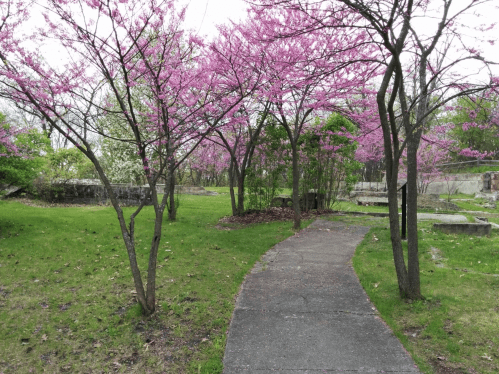 A winding path through a park lined with blooming pink trees and lush green grass.