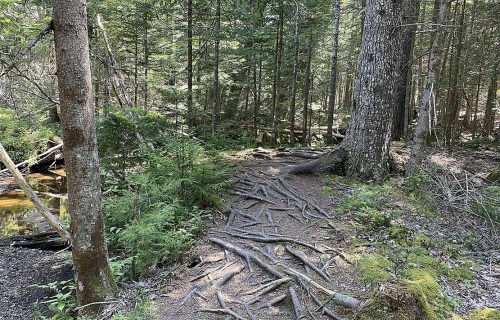 A forest path with exposed tree roots, surrounded by lush greenery and tall trees. Sunlight filters through the leaves.