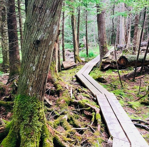 A wooden boardwalk winding through a lush, green forest with moss-covered trees and fallen logs.