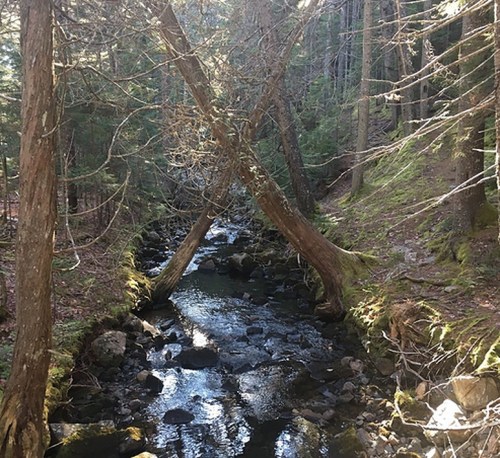 A serene forest scene featuring a stream flowing between two intersecting trees, surrounded by lush greenery.