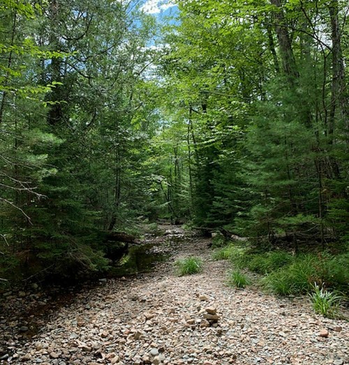A serene forest scene with a rocky path, surrounded by lush green trees and a clear blue sky peeking through the foliage.
