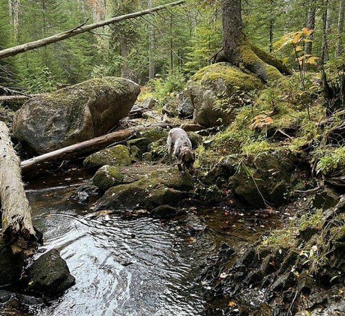 A dog exploring a rocky stream surrounded by lush greenery and moss-covered boulders in a forested area.