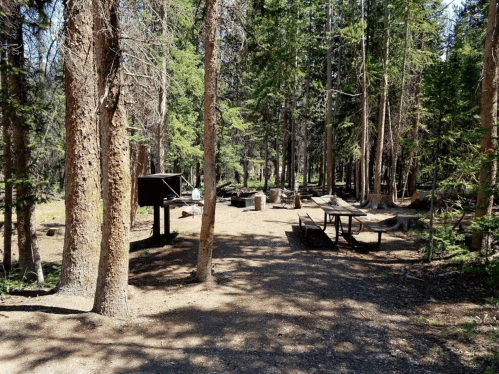 A wooded campsite with picnic tables, a grill, and scattered firewood among tall trees and dappled sunlight.