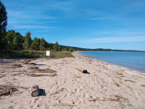 A sandy beach with scattered driftwood, trees in the background, and calm water under a clear blue sky.