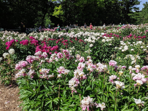 A vibrant garden filled with blooming peonies in various colors, surrounded by visitors enjoying the scenery.