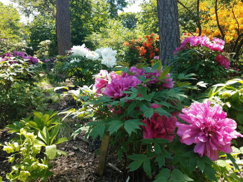 A vibrant garden filled with blooming peonies in shades of pink, white, and orange, surrounded by lush greenery.
