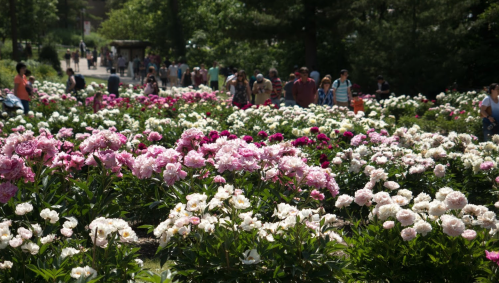 A vibrant garden filled with blooming pink and white flowers, with people strolling in the background.
