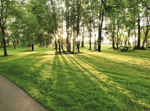 Sunlight filters through trees, casting long shadows on a lush green lawn in a serene park setting.