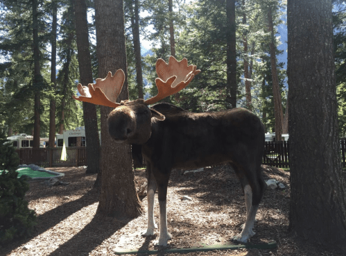 A life-sized moose statue stands among trees in a wooded area, with a clear blue sky in the background.