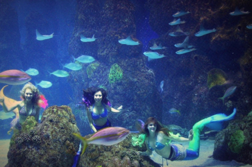 Three mermaids swim among colorful fish and coral in a vibrant underwater scene.