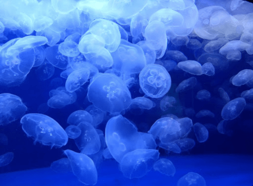 A serene underwater scene filled with translucent jellyfish floating against a deep blue background.