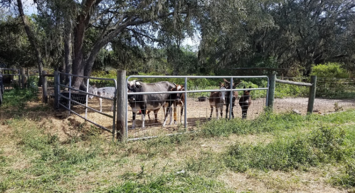 A fenced area with several cows and calves grazing under trees in a sunny pasture.