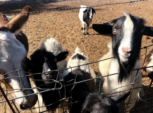 A group of goats, including black and white ones, gathered by a fence in a sunny farmyard.