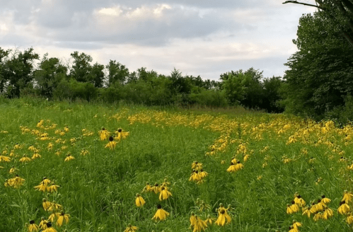 A vibrant field of yellow flowers surrounded by lush green trees under a cloudy sky.