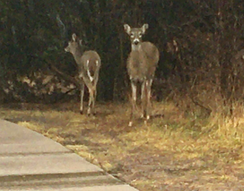 Two deer stand near a path, surrounded by grass and trees, looking curiously at the camera.