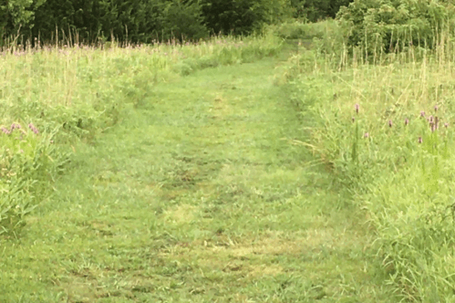 A grassy path winds through tall green grass and wildflowers, surrounded by lush vegetation.