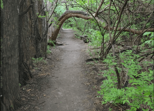 A winding dirt path through a lush green forest, framed by trees and overhanging branches.