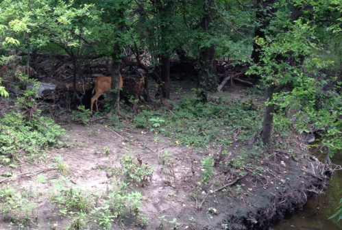 A brown cow partially hidden among trees and bushes near a riverbank in a wooded area.