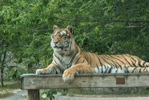 A tiger lounging on a wooden platform, surrounded by greenery.