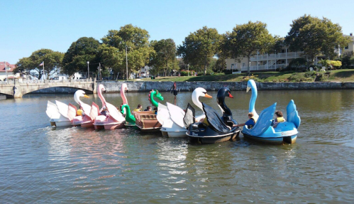 Colorful swan-shaped paddle boats on a calm lake, with people enjoying a sunny day. Trees and a bridge in the background.