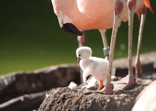 A fluffy flamingo chick stands beside an adult flamingo, both near a rocky area by the water.