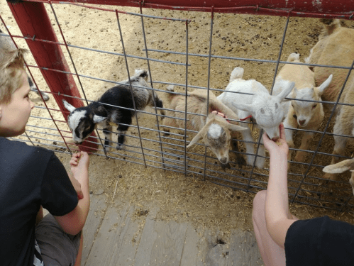 A person feeds goats through a fence at a petting zoo, with several goats eagerly reaching for food.