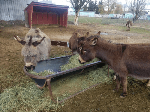 Two donkeys eating hay from a trough in a farmyard, with a barn and trees in the background.